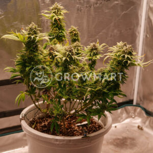 Wedding_Crasher_seminka_konopi