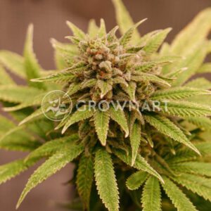 Wedding_Crasher_seminka_konopi