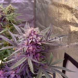 West_Coast_O.G._Auto_Autoflowering_semínka_konopí