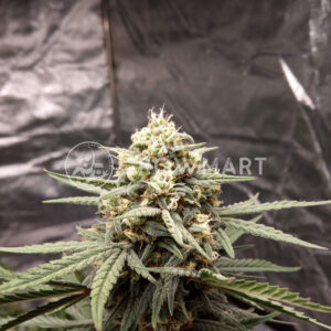 West_Coast_O.G._Auto_Autoflowering_semínka_konopí