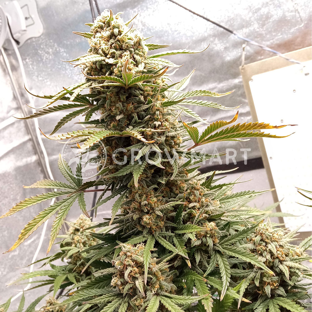 West_Coast_O.G._Auto_Autoflowering_semínka_konopí