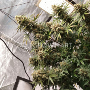 West_Coast_O.G._Auto_Autoflowering_semínka_konopí