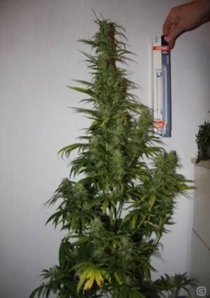 kannabia-white-domina-growmart