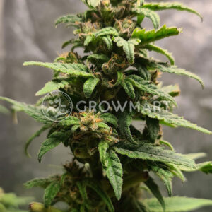 White_Critical_Feminizovaná_semínka_konopí