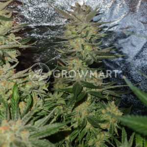 White_Fire_Gelato_seminka_konopi