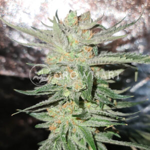 White_Fire_Gelato_seminka_konopi