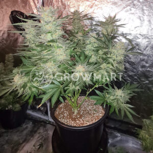 White_Fire_Gelato_seminka_konopi