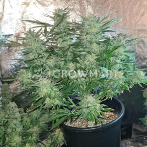 White_Fire_Gelato_seminka_konopi