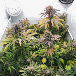 White_Fire_OG_seminka_konopi