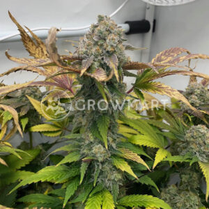 White_Fire_OG_seminka_konopi