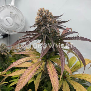 White_Fire_OG_seminka_konopi