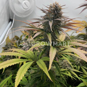 White_Fire_OG_seminka_konopi