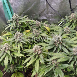 White_Gold_Feminizované_semínka_konopí
