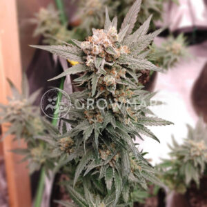 White_Rhino_Feminizovana_seminka_konopi
