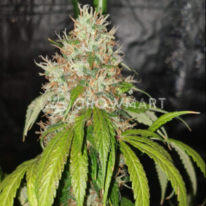 White_Russian_OG_Feminizovana_seminka_konopi