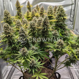 White_Widow_seminka_konopi