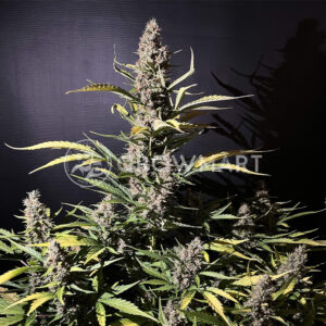White_Widow_Seminka_konopi