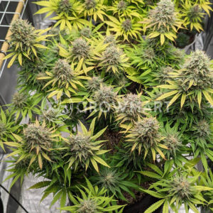 White_Widow_seminka_konopi