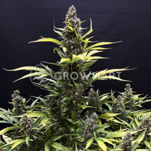 White_Widow_Seminka_konopi