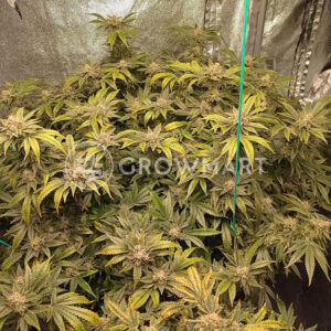 White_Widow_Feminizovaná_semínka_konopí
