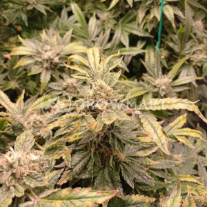 White_Widow_Feminizovaná_semínka_konopí