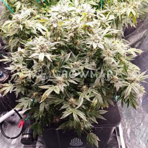 White_Widow_Feminizovaná_semínka_konopí