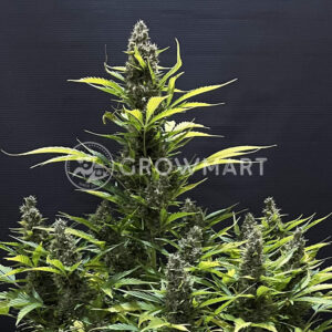 White_Widow_Seminka_konopi
