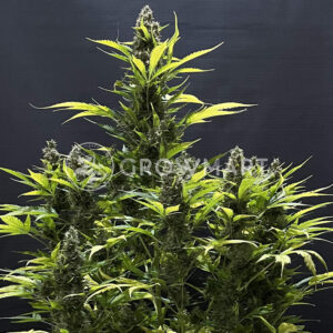 White_Widow_Seminka_konopi