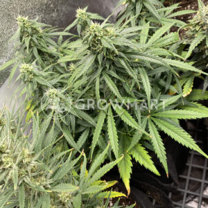 White_Widow_Auto_Autoflowering_semínka_konopí