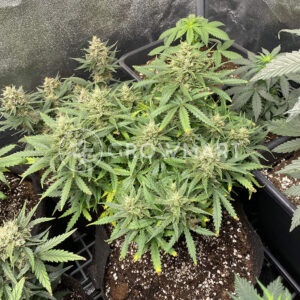 White_Widow_Auto_Autoflowering_semínka_konopí