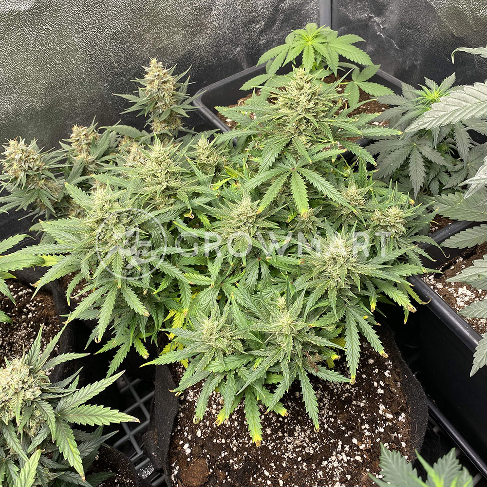 White_Widow_Auto_Autoflowering_semínka_konopí