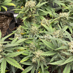 White_Widow_Auto_Autoflowering_semínka_konopí