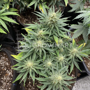 White_Widow_Auto_Autoflowering_semínka_konopí
