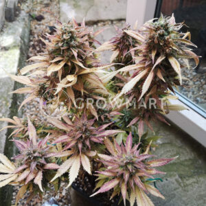 White_Widow_Automatic_Autoflowering_semínka_konopí