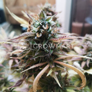 White_Widow_Automatic_Autoflowering_semínka_konopí