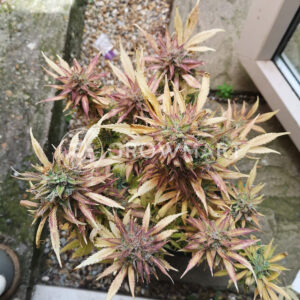 White_Widow_Automatic_Autoflowering_semínka_konopí