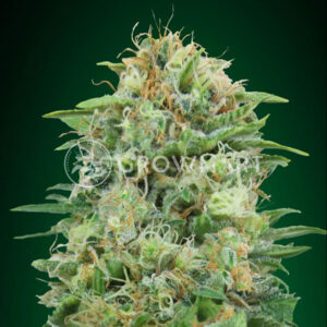 White_Widow_CBD_Feminizované_konopná_semínka