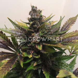 White_Widow_Regulerni_seminka_konopi