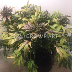 White_Widow_Regulerni_seminka_konopi