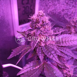 White_Widow_Ultimate_Regulérní_semínka_konopí