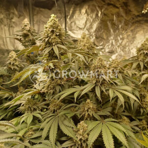 Wifi_Punch_seminka_konopi