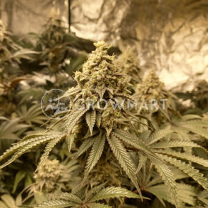 Wifi_Punch_seminka_konopi