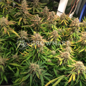 Wild_Thailand_Ryder_Autoflowering_semínka_konopí