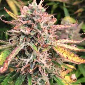 Wild_Thailand_Ryder_Autoflowering_semínka_konopí