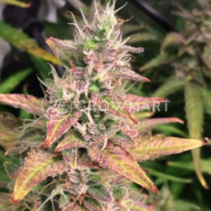 Wild_Thailand_Ryder_Autoflowering_semínka_konopí