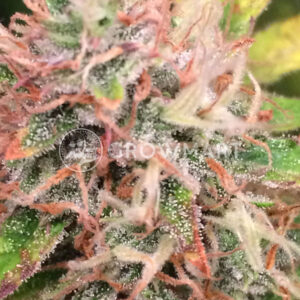 Wild_Thailand_Ryder_Autoflowering_semínka_konopí