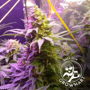 Eva Seeds - Monster | Feminized cannabis seeds - Image 10