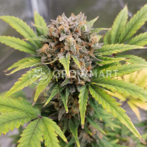 Zensation_feminizovana_seminka_konopi