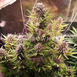 Zkittlez_Auto_Autoflowering_semínka_konopí
