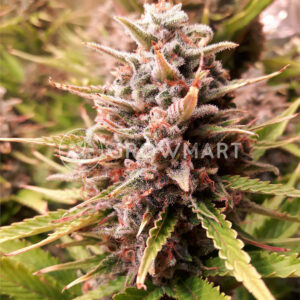 Zkittlez_Auto_Autoflowering_semínka_konopí